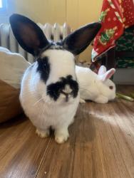 Lost Male Rabbit last seen Vernon & Wallingford Avenues; or Sapovitz Park, Media, PA 19063