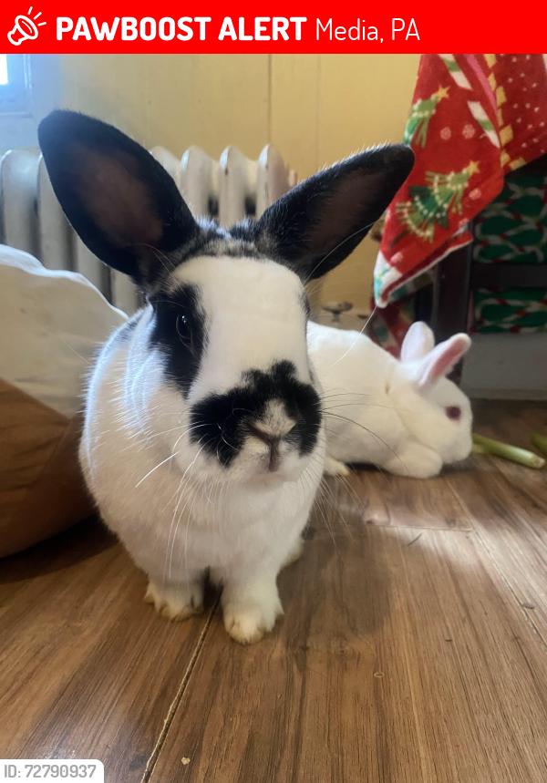 Lost Male Rabbit last seen Vernon & Wallingford Avenues; or Sapovitz Park, Media, PA 19063