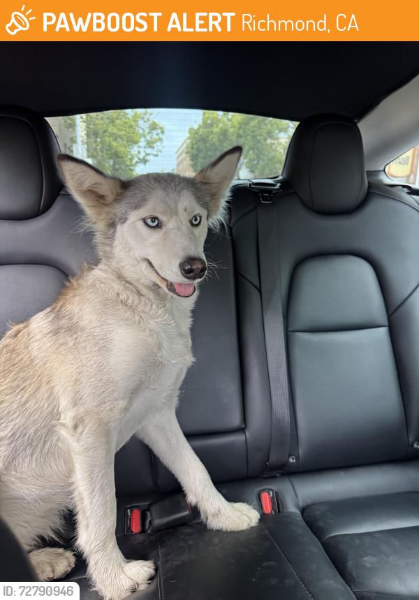 Found/Stray Female Dog last seen Richmon , Richmond, CA 94808