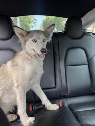 Found/Stray Female Dog last seen Richmon , Richmond, CA 94808