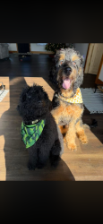 Lost Male Dog last seen Louisa ky, by yattesville lake , Louisa, KY 41230