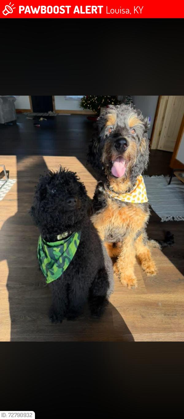 Lost Male Dog last seen Louisa ky, by yattesville lake , Louisa, KY 41230
