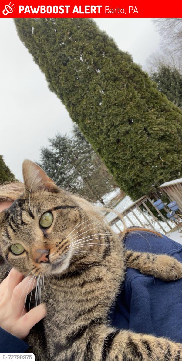 Lost Male Cat last seen Huffs church rd , Barto, PA 19504