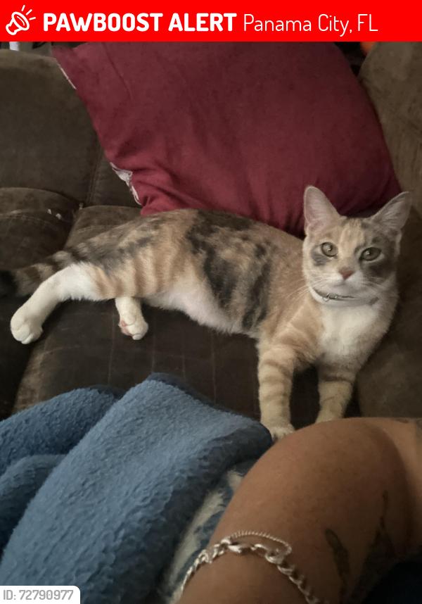 Lost Female Cat last seen near aztec villas 390, Panama City, FL 32405