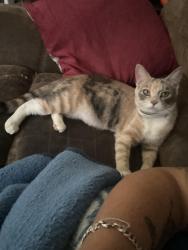 Lost Female Cat last seen near aztec villas 390, Panama City, FL 32405