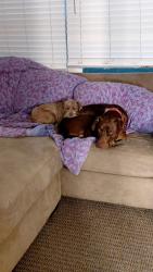 Lost Unknown Dog last seen Frazier Ave. Fort Worth, TX 76110, Fort Worth, TX 76110