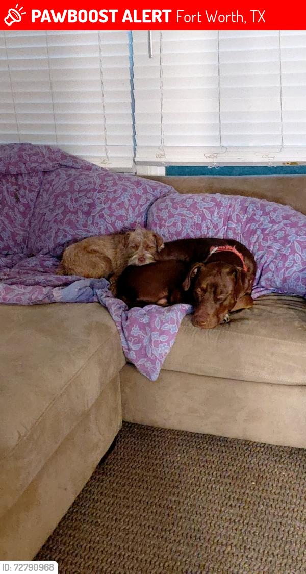 Lost Unknown Dog last seen Frazier Ave. Fort Worth, TX 76110, Fort Worth, TX 76110