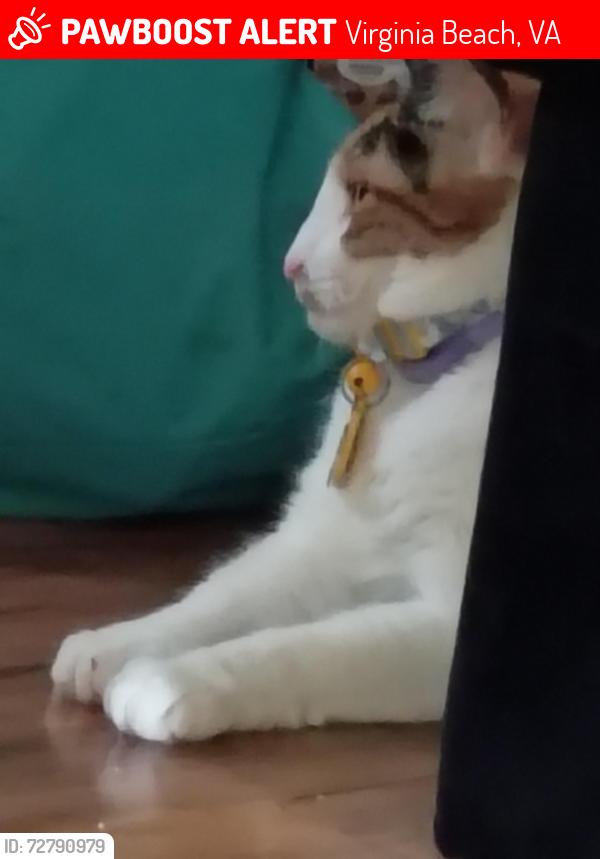Lost Female Cat last seen Near Aeries way, Virginia Beach, VA 23455