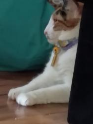 Lost Female Cat last seen Near Aeries way, Virginia Beach, VA 23455