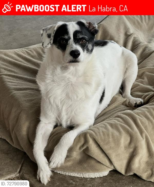 Lost Male Dog last seen Holt and Wilson , La Habra, CA 90631