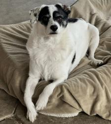 Lost Male Dog last seen Holt and Wilson , La Habra, CA 90631
