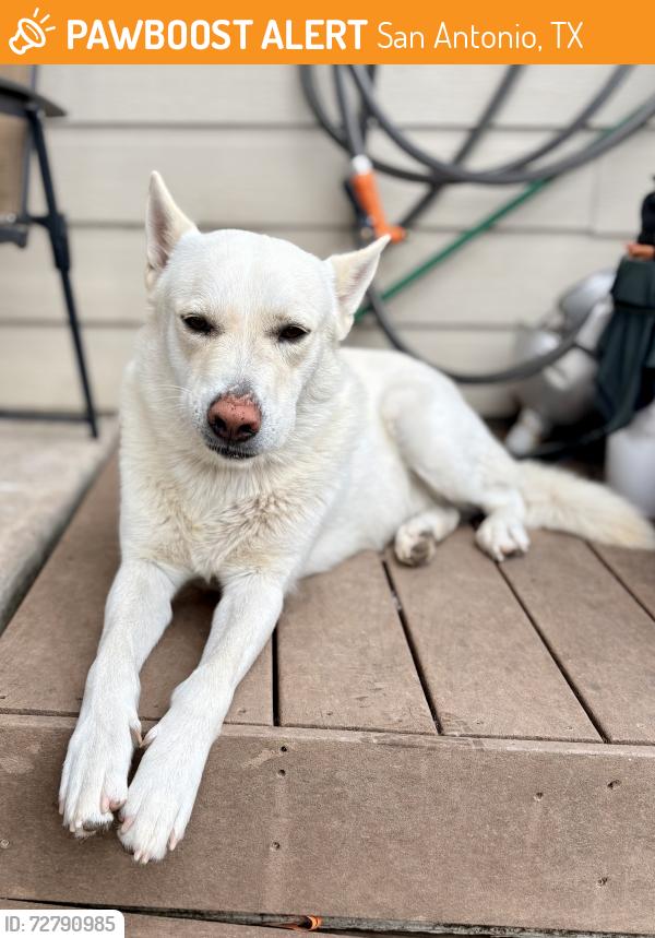 Found/Stray Male Dog last seen Near & 90, San Antonio, TX 78245