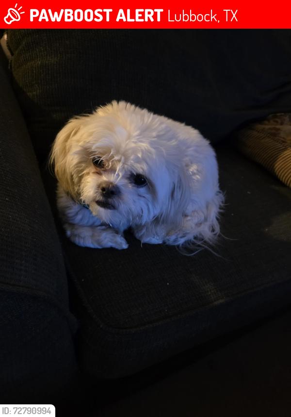 Lost Female Dog last seen 19th and Milwaukee , Lubbock, TX 79416