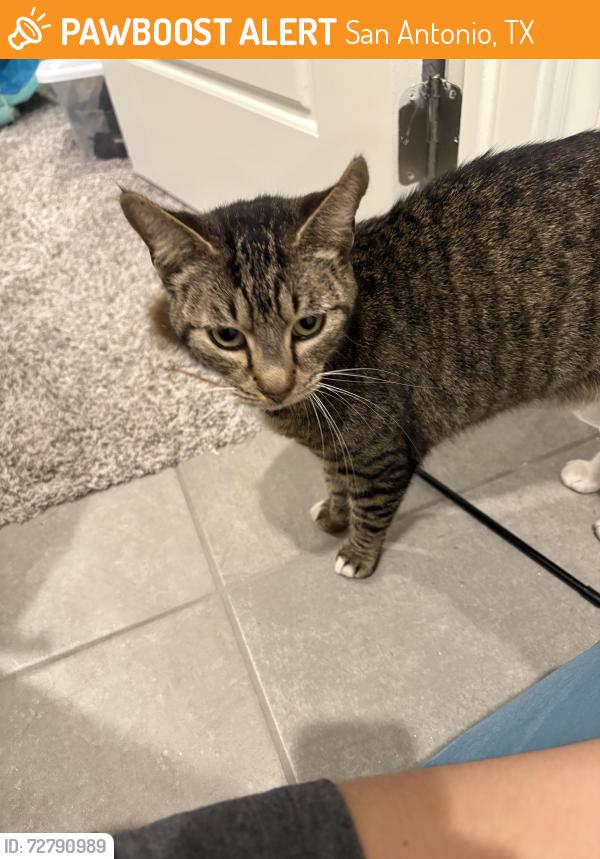 Found/Stray Female Cat last seen Near Sage Music, San Antonio, TX 78212
