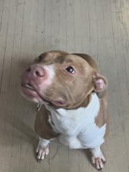 Found/Stray Female Dog last seen Douglas and Grantwood, Toledo, OH 43613