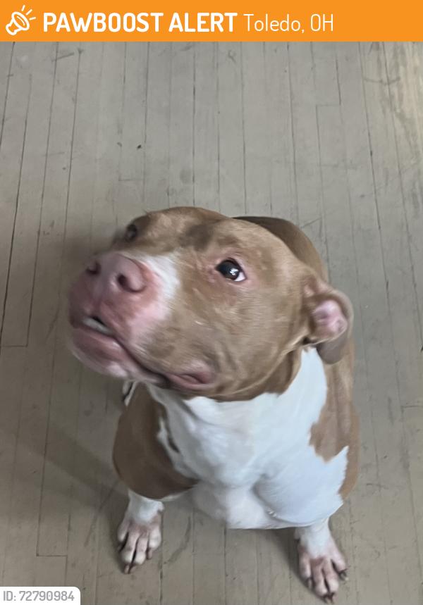 Found/Stray Female Dog last seen Douglas and Grantwood, Toledo, OH 43613
