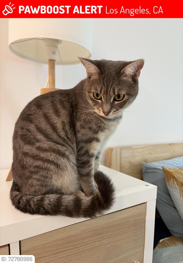 Lost Female Cat last seen Near S Pt view street, Los Angeles , Los Angeles, CA 90034