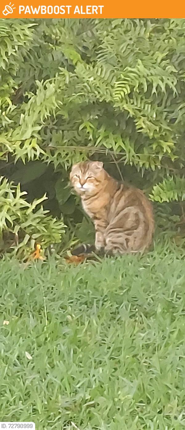 Found/Stray Unknown Cat last seen Military trail and Woolbright , Palm Beach County, FL 33436