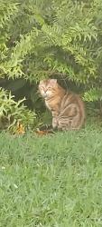 Found/Stray Unknown Cat last seen Military trail and Woolbright , Palm Beach County, FL 33436