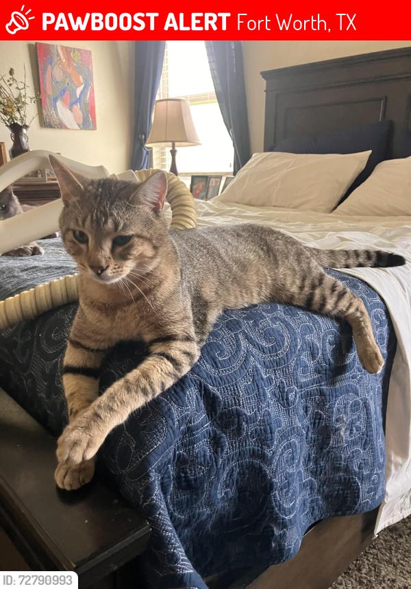 Lost Male Cat last seen Indian Valley Dr , Fort Worth, TX 76123