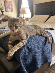 Lost Male Cat last seen Indian Valley Dr , Fort Worth, TX 76123