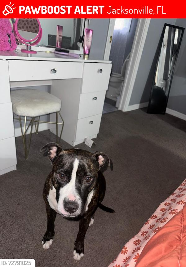 Lost Male Dog last seen Mansión rd, Jacksonville, FL 32277