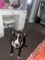 Lost Male Dog last seen Mansión rd, Jacksonville, FL 32277
