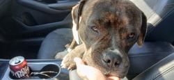 Found/Stray Male Dog last seen Bear creek national park, Glenn Heights, TX 75154
