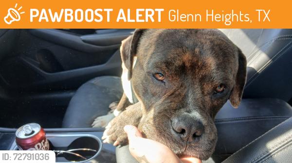 Found/Stray Male Dog last seen Bear creek national park, Glenn Heights, TX 75154