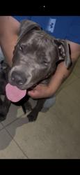 Found/Stray Male Dog last seen Cross, near Garden school, Tulare, CA 93274