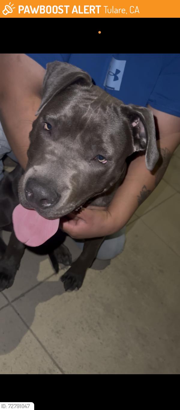 Found/Stray Male Dog last seen Cross, near Garden school, Tulare, CA 93274