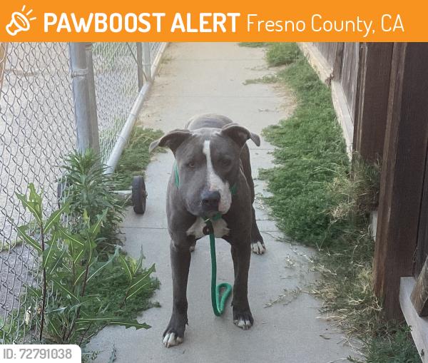 Found/Stray Male Dog last seen enson and Shields Ave, Fresno County, CA 93723