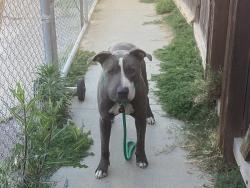 Found/Stray Male Dog last seen enson and Shields Ave, Fresno County, CA 93723