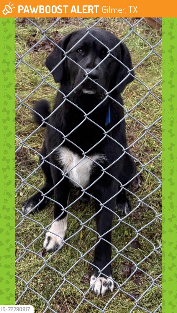Found/Stray Male Dog last seen Aspen Trl, Big Sandy, Gilmer, TX 75644