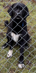 Found/Stray Male Dog last seen Aspen Trl, Big Sandy, Gilmer, TX 75644