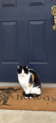 Lost Female Cat last seen Creekview Drive, Kernersville, NC 27284