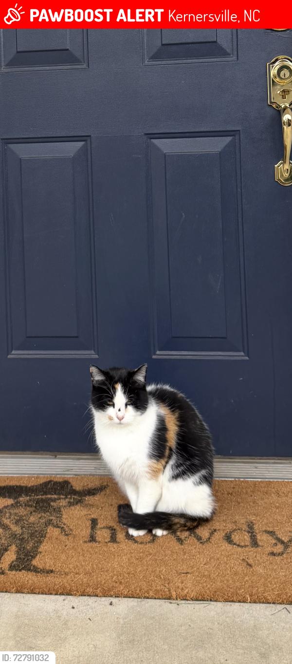 Lost Female Cat last seen Creekview Drive, Kernersville, NC 27284