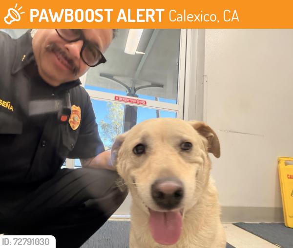 Found/Stray Unknown Dog last seen Andrade and 98, Calexico, CA 92231