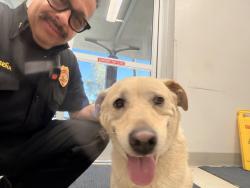 Found/Stray Unknown Dog last seen Andrade and 98, Calexico, CA 92231