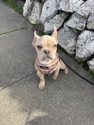 Lost Male Dog last seen Near Diamond st and Billy Goat Hill Trail, San Francisco, CA 94131