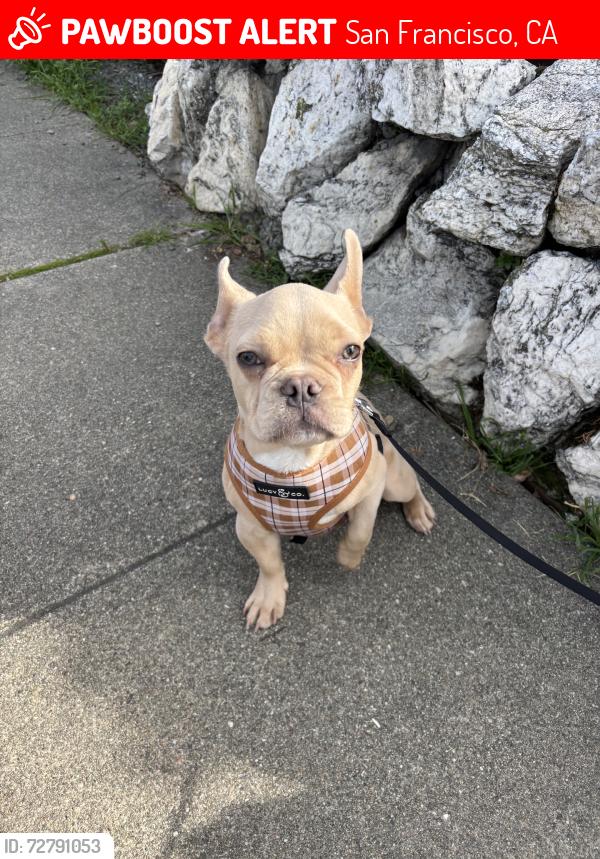 Lost Male Dog last seen Near Diamond st and Billy Goat Hill Trail, San Francisco, CA 94131