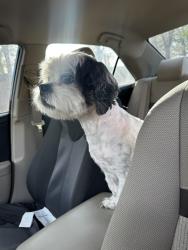 Found/Stray Male Dog last seen hillpoint and rampart, Las Vegas, NV 89134