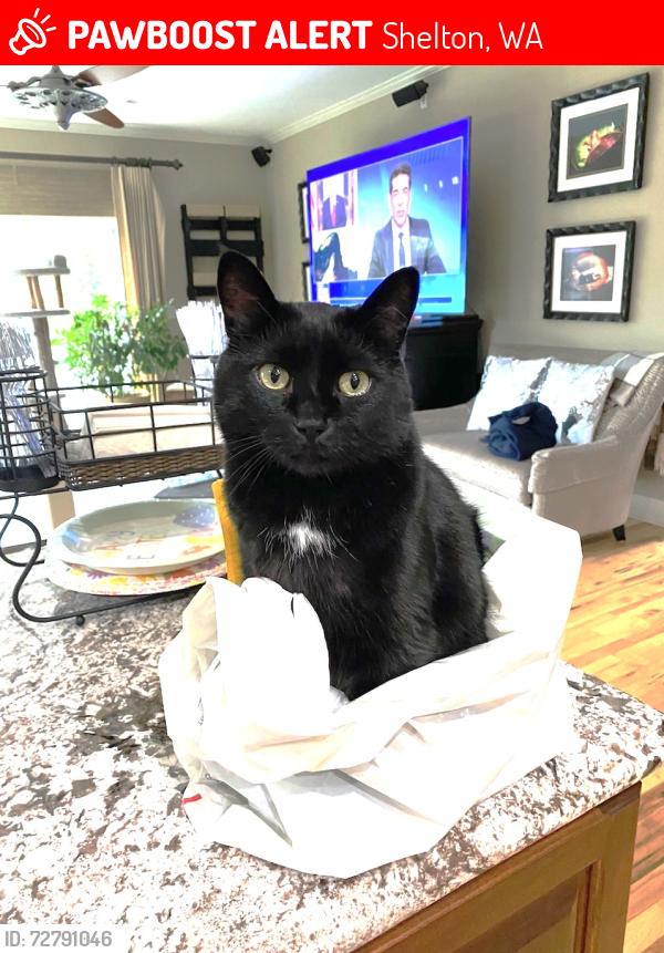 Lost Male Cat last seen E Ballantrae Dr, Shelton, WA 98584