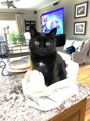 Lost Male Cat last seen E Ballantrae Dr, Shelton, WA 98584