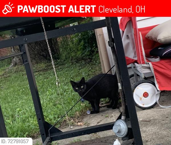 Lost Female Cat last seen Clifton, Cleveland, OH 44102