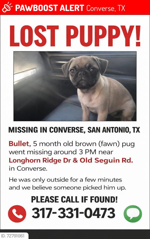 Lost Male Dog last seen Old sequin rd, Converse, TX 78109