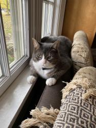 Lost Male Cat last seen S Buffalo St, Orchard Park, NY 14127