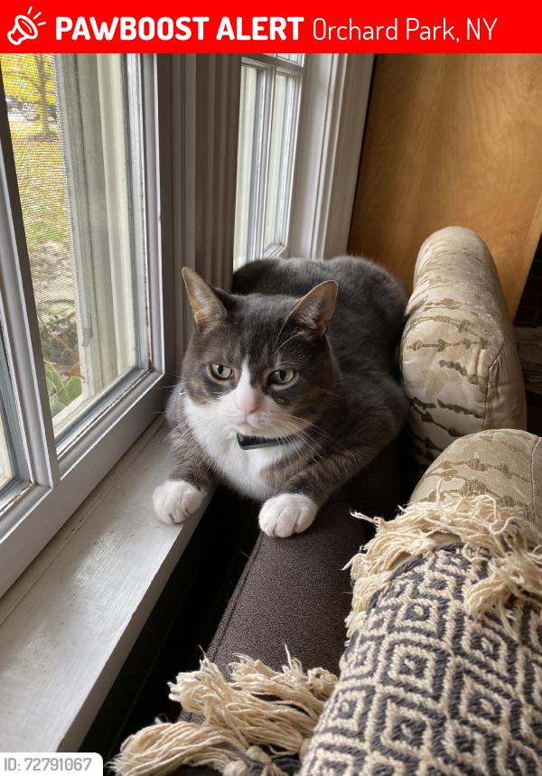 Lost Male Cat last seen S Buffalo St, Orchard Park, NY 14127
