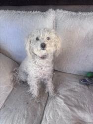 Reunited Female Dog last seen Near Wellington Dr Palmdale ca 93551, Palmdale, CA 93551