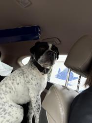 Found/Stray Male Dog last seen Brookview Neighborhood, Waco, TX 76707